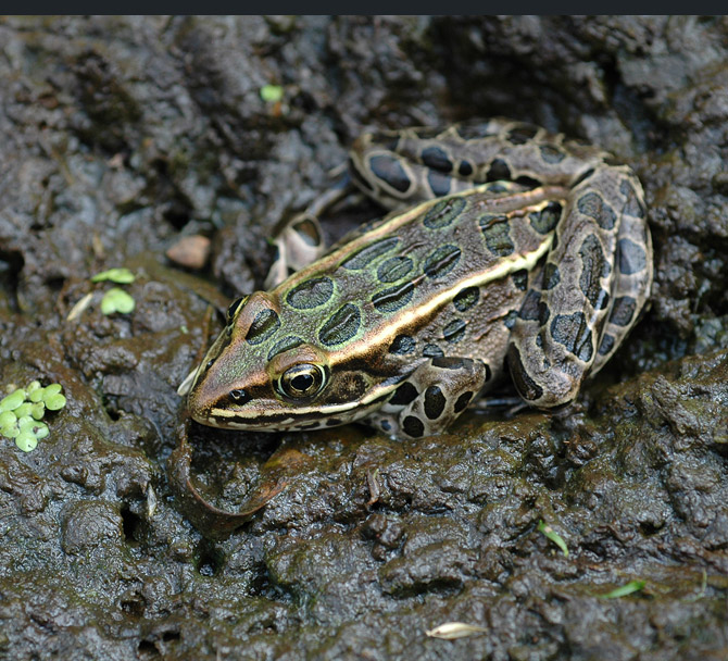 northern-leopard-frog7