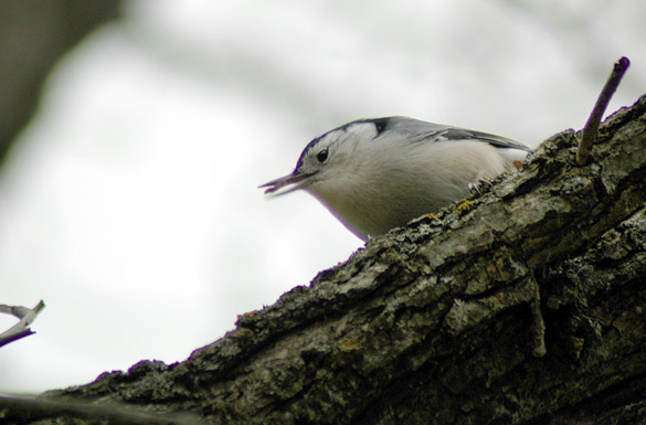 nuthatch1