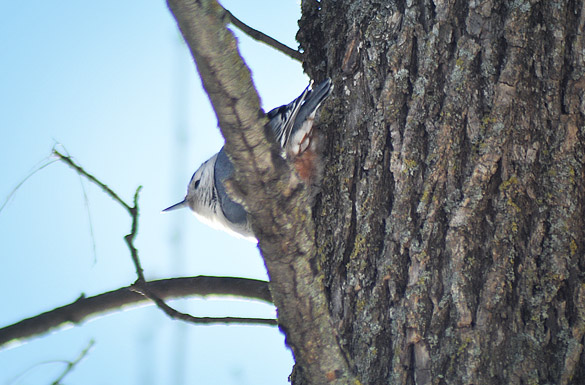 nuthatch28094812f60