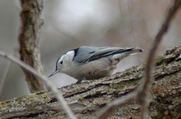 nuthatch3