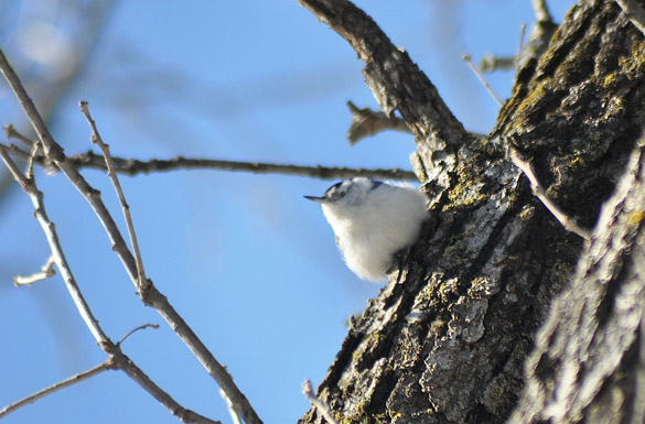 nuthatch35474e08fd1