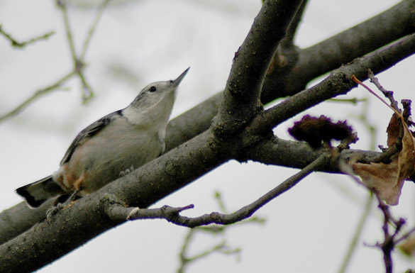 nuthatch4