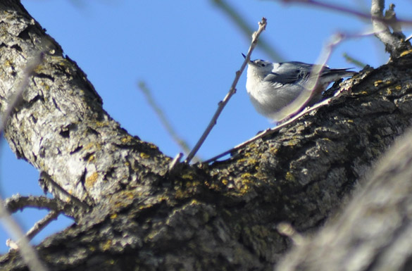 nuthatch4a54b22037c