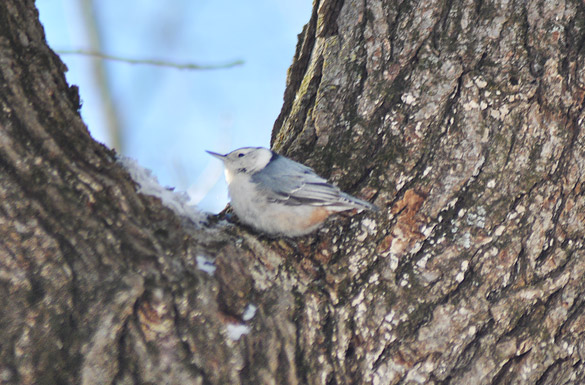 nuthatch5