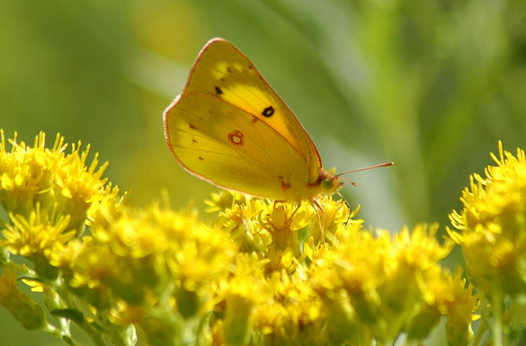 orange-sulphur1