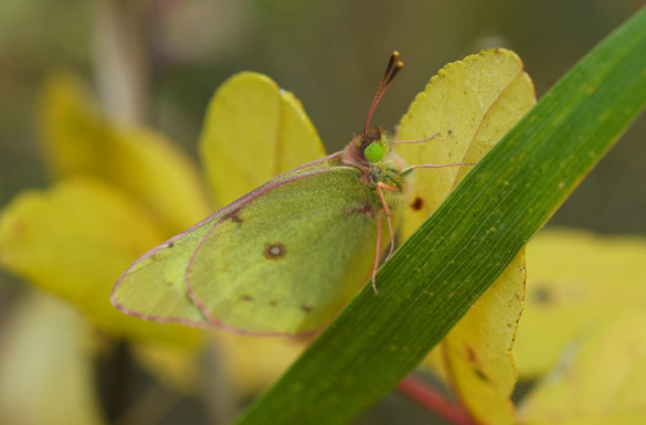 orange-sulphur10