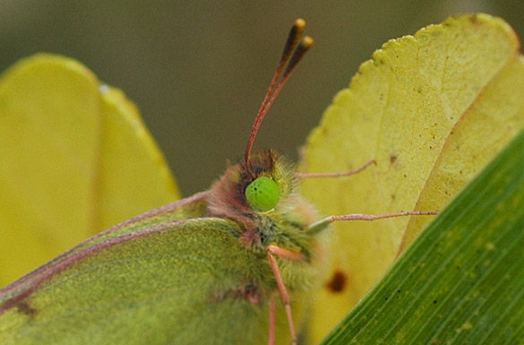 orange-sulphur11