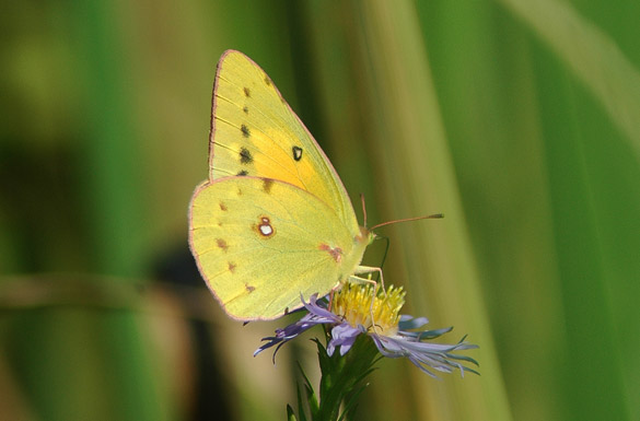 orange-sulphur12