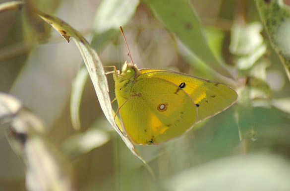 orange-sulphur13