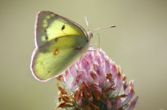 orange-sulphur14