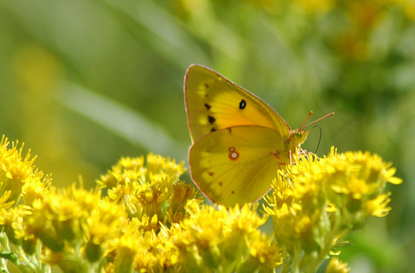 orange-sulphur2