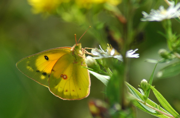 orange-sulphur3