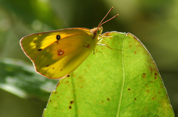 orange-sulphur4