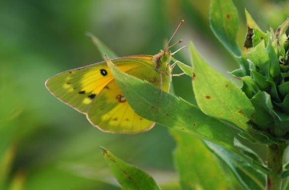 orange-sulphur5