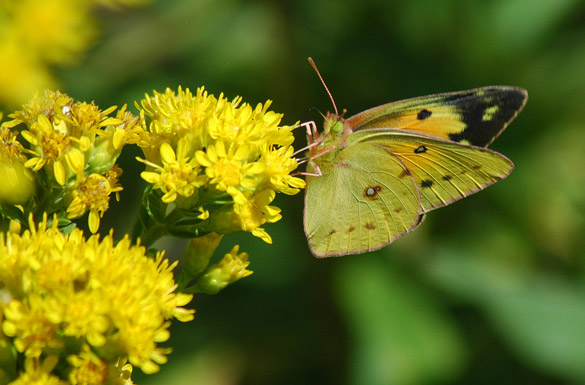 orange-sulphur6