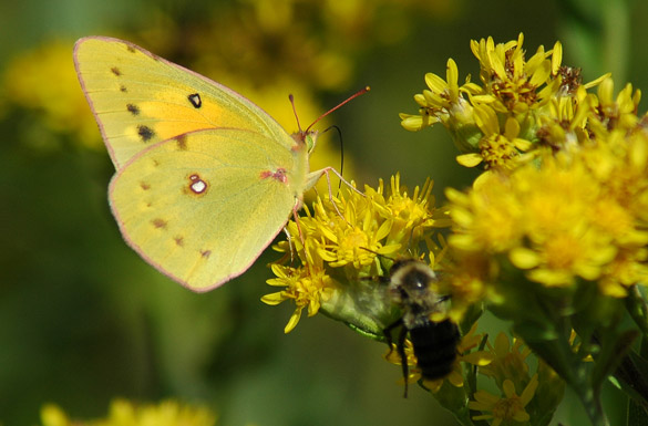 orange-sulphur7