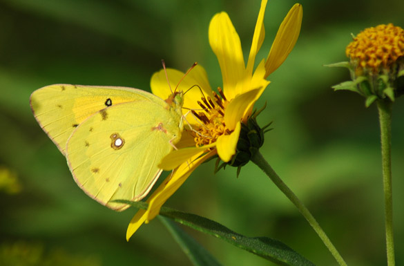 orange-sulphur8