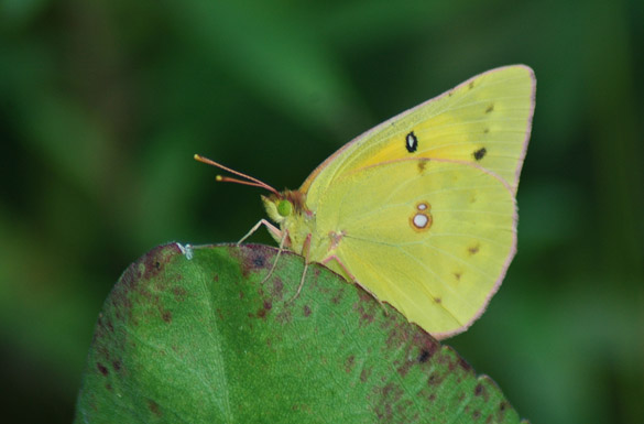 orange-sulphur9