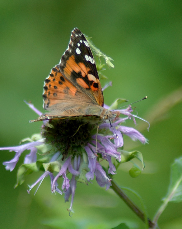 painted-Lady 585-width