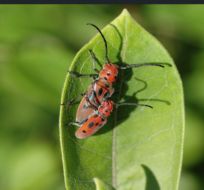 red-milkweed-b4b5c156de9