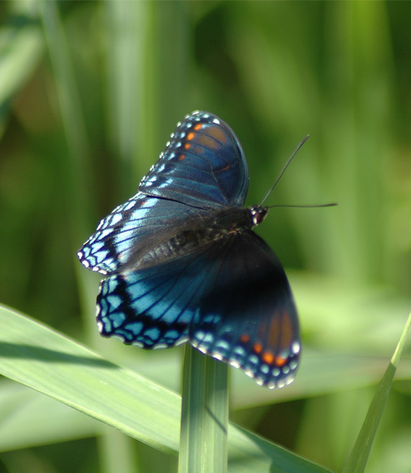 red-spotted-purple 585-width