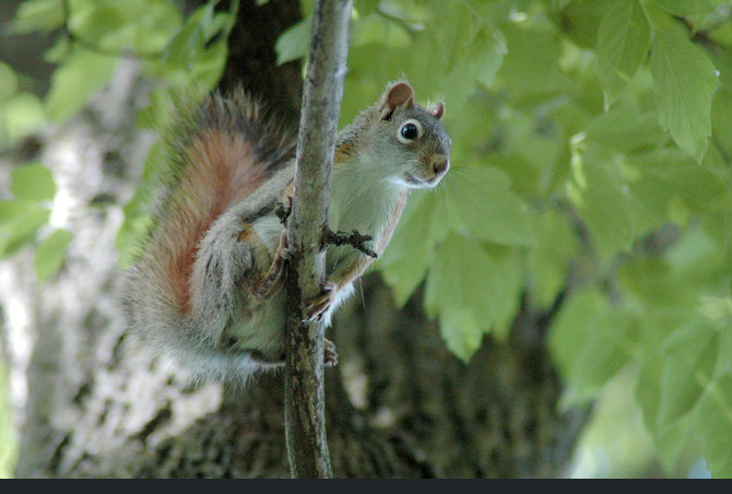 red-squirrel1