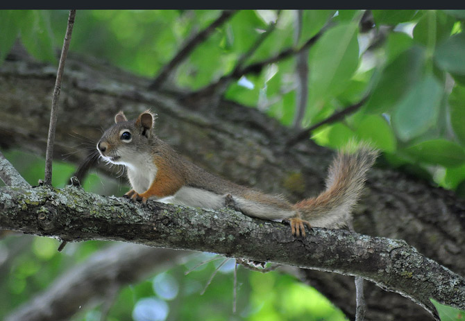 red-squirrel3