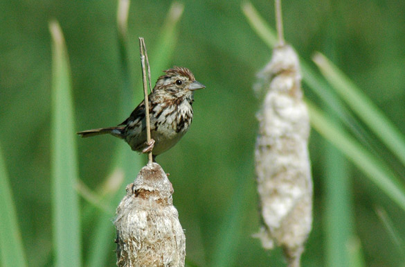 sparrow216e767618b