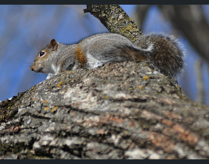 squirrel3