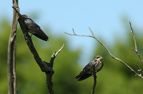 swallow1