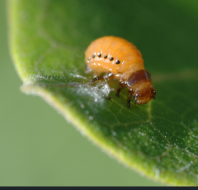 swamp-milkweed281654d815