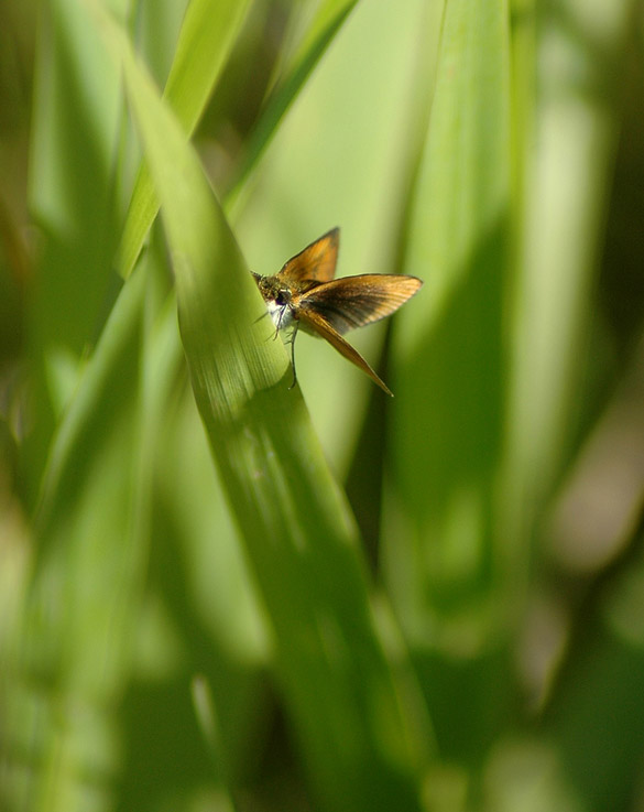 tawny-edged-skipper 585-width