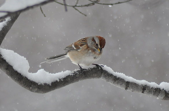 tree-sparrow3101352e132