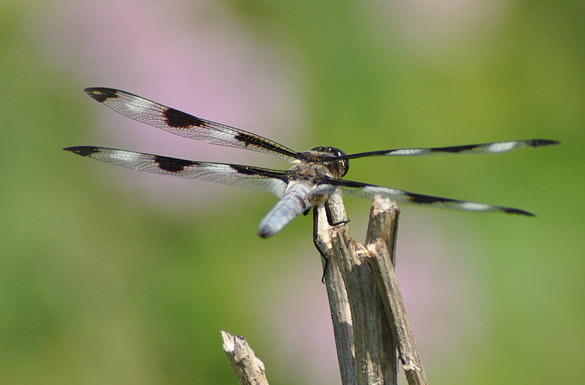 twelve-spotted-skimmer4