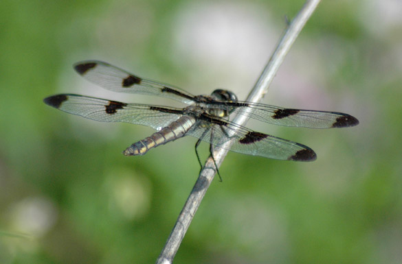 twelve-spotted-skimmer5