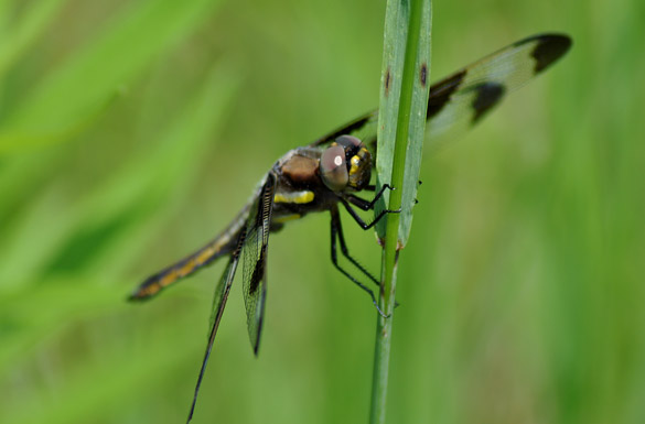 twelve-spotted-skimmer6