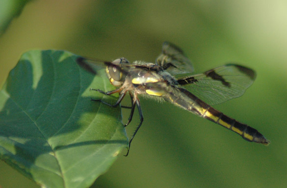 twelve-spotted-skimmer7