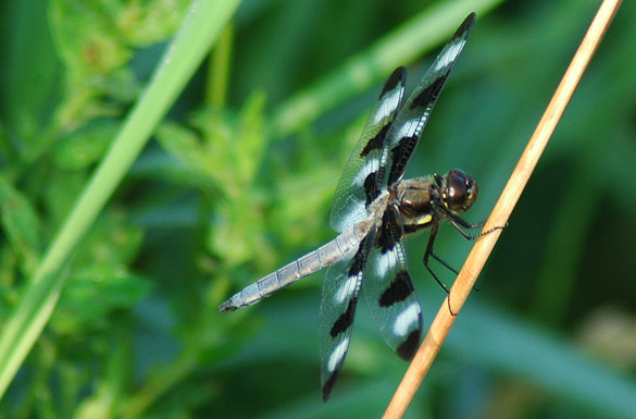 twelve-spotted-skimmer9