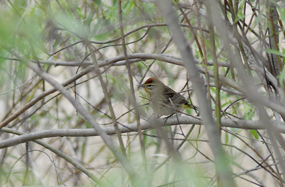 warbler2c067494afa