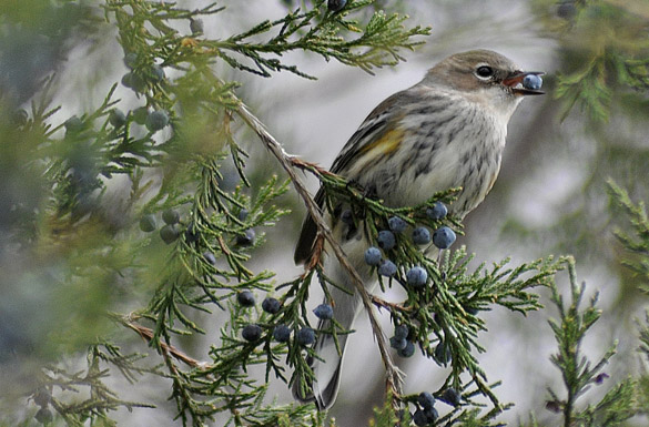 warbler3