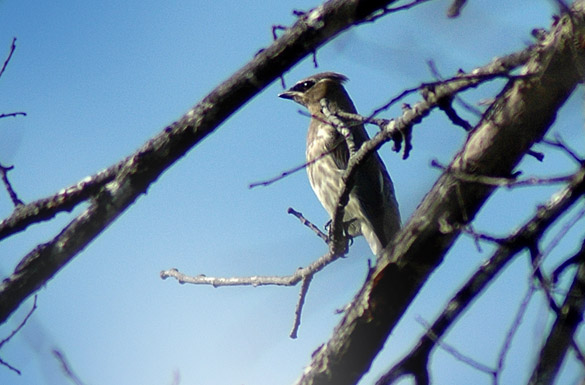 waxwing-juveni639f6a2f3c