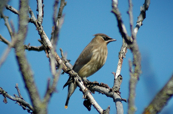 waxwing-juvenile1