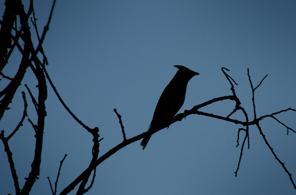 waxwing-juvenile2