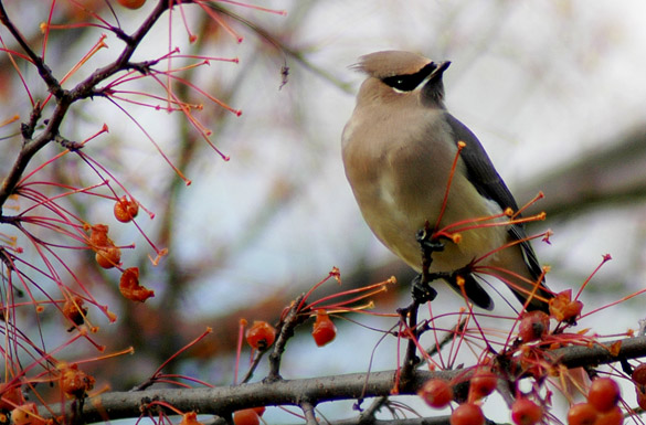 waxwing1