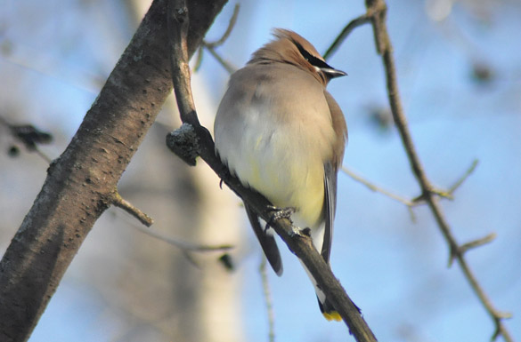 waxwing12