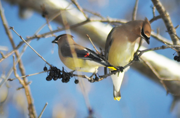 waxwing13