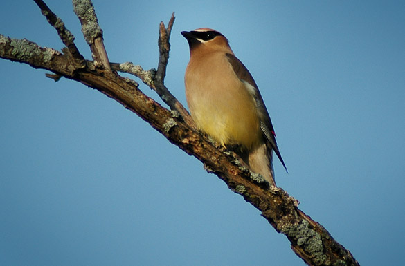 waxwing2