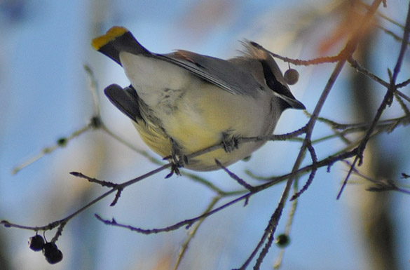 waxwing6