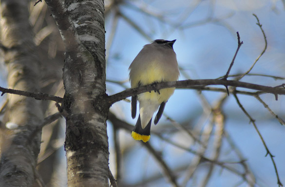 waxwing7