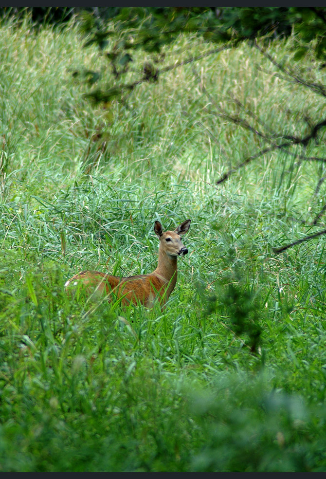 whitetail-deer0f6c63e300